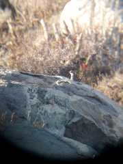 Pteroptochos megapodius