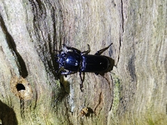 Figulus binodulus