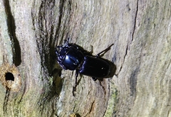 Figulus binodulus