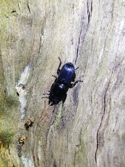 Figulus binodulus