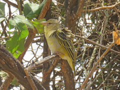 Ploceus cucullatus