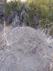 Acromyrmex lobicornis