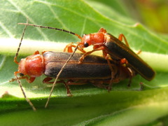 Cantharis soeulensis