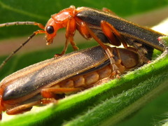Cantharis soeulensis
