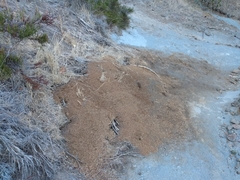 Acromyrmex lobicornis