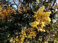 Acacia glaucocarpa