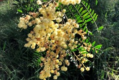 Acacia glaucocarpa