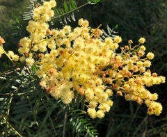 Acacia glaucocarpa