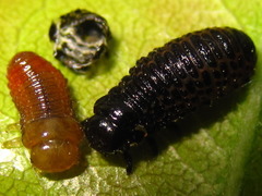 Paropsides soriculata