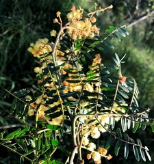 Acacia glaucocarpa