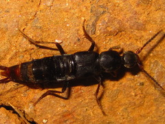 Anisolinina