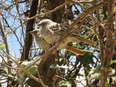 Histurgops ruficauda