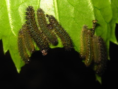 Apareophora forsythiae