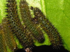 Apareophora forsythiae