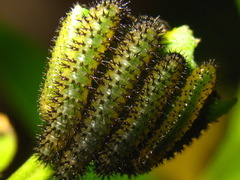 Apareophora forsythiae