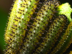 Apareophora forsythiae