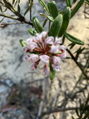 Grevillea phylicoides