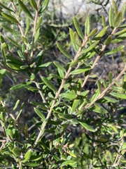Grevillea phylicoides