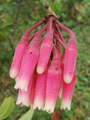 Macleania loeseneriana