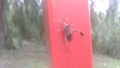 Leptoglossus concaviusculus