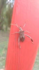 Leptoglossus concaviusculus