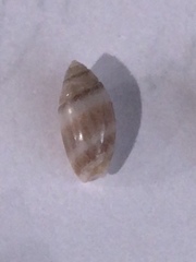 Olivella pusilla