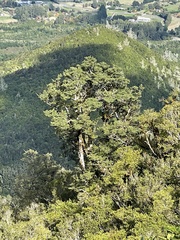 Nothofagus solandri