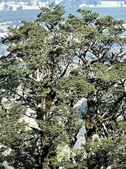 Nothofagus solandri