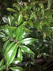 Ilex opaca