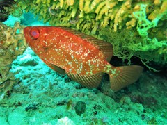 Heteropriacanthus carolinus