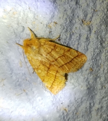 Pyreferra hesperidago