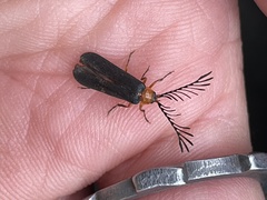 Pterotus obscuripennis