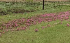 Castilleja purpurea