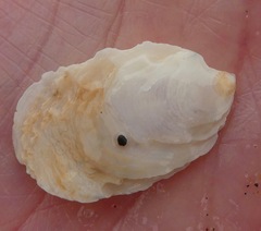 Crepidula perforans