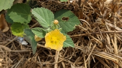 Sida cordifolia