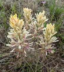 Castilleja citrina