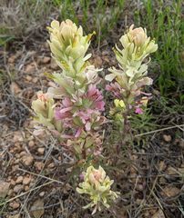 Castilleja citrina