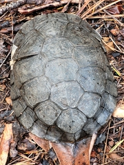 Actinemys marmorata marmorata