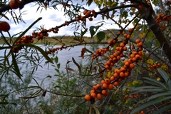 Hippophae rhamnoides