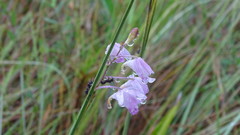 Galeandra styllomisantha