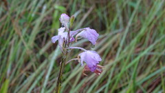Galeandra styllomisantha