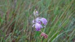 Galeandra styllomisantha