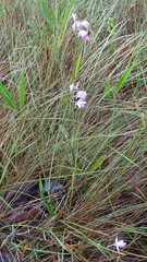 Galeandra styllomisantha