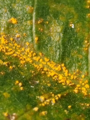 Coleosporium plumeriae