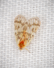 Saccharodite chrysonoe