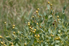 Baptisia sphaerocarpa