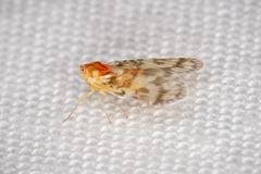 Saccharodite chrysonoe