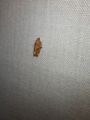 Argyrotaenia sphaleropa