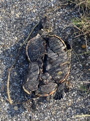 Malaclemys terrapin pileata