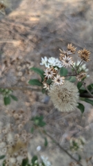 Gymnanthemum amygdalinum